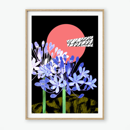 Agapanthus Papercut